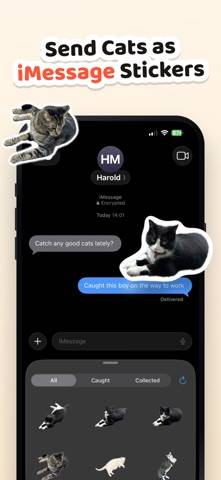 Cat Collector: Catch Real Cats game screenshot