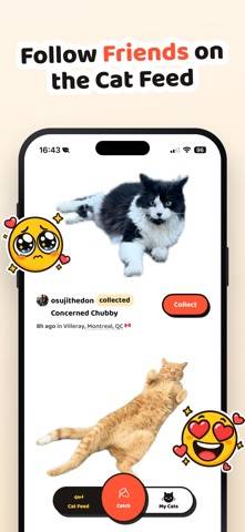 Cat Collector: Catch Real Cats game screenshot