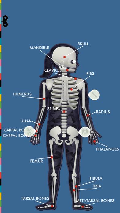 The Human Body by Tinybop Скриншот приложения #3