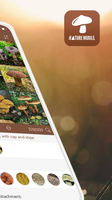 Mushroom LITE App-Screenshot #2