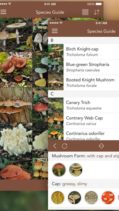 Mushroom LITE App screenshot #3