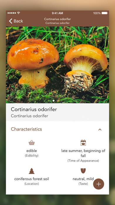 Mushroom LITE App-Screenshot #4
