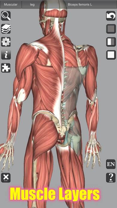 3D Bones and Muscles (Anatomy) Uygulama ekran görüntüsü #3