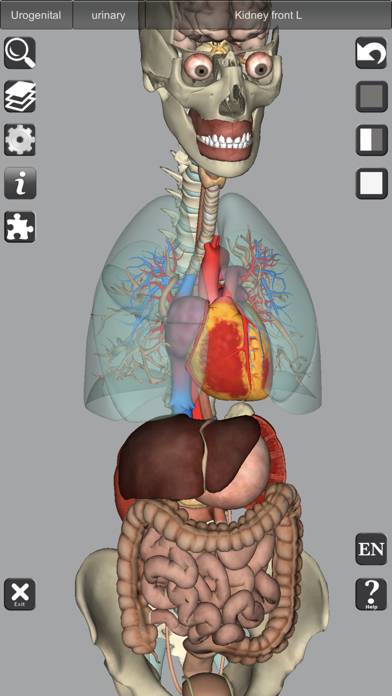 3D Bones and Muscles (Anatomy) Uygulama ekran görüntüsü #6