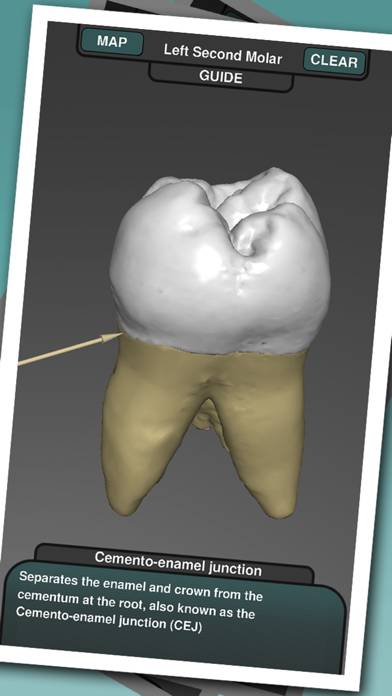 Real Tooth Morphology App-Screenshot #3