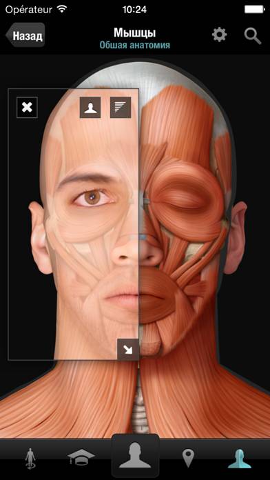 Виртуальное человеческое тело Скриншот приложения #2
