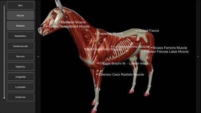 3D Horse Anatomy Software Schermata dell'app #2
