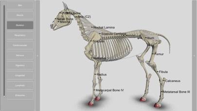 3D Horse Anatomy Software App screenshot #4