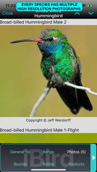 IBird Ultimate Guide to Birds App screenshot #6