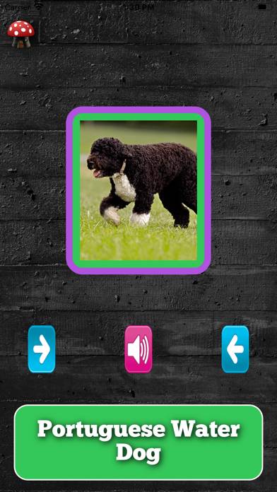 A Dogs Breed Quiz App screenshot #2