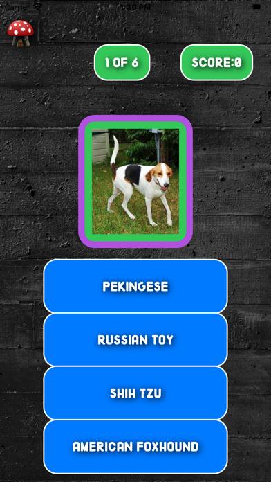 A Dogs Breed Quiz App screenshot #3