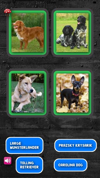 A Dogs Breed Quiz App screenshot #4
