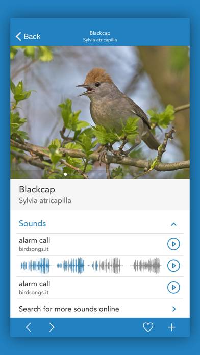IKnow Birds 2 PRO Capture d'écran de l'application #3