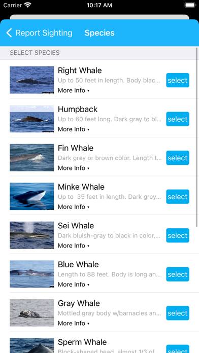 Whale Alert App screenshot