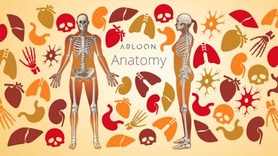 Arloon Anatomy