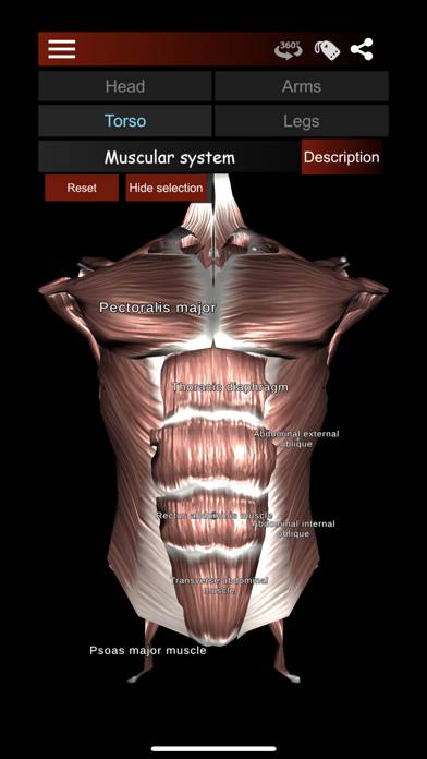 Muscular System 3D (anatomy) Captura de pantalla de la aplicación #2