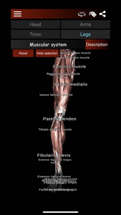 Muscular System 3D (anatomy) Captura de pantalla de la aplicación #3