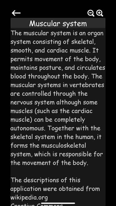 Muscular System 3D (anatomy) Captura de pantalla de la aplicación #4