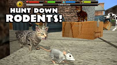 Stray Cat Simulator Schermata dell'app #3