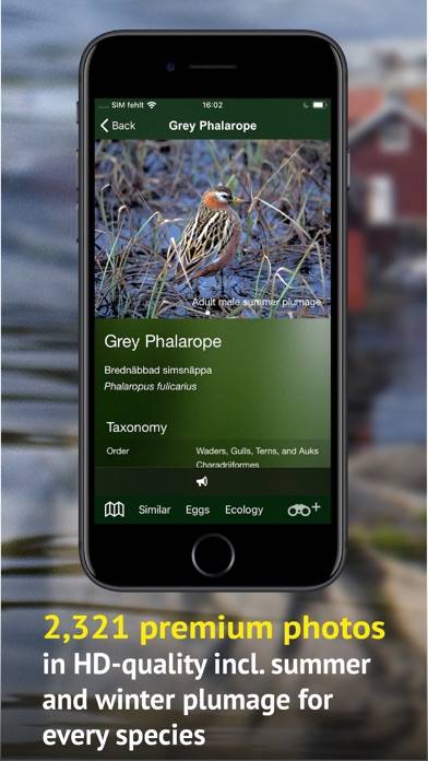 All Birds Sweden App screenshot #5
