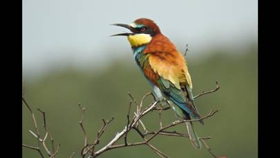 European Birds Names App screenshot