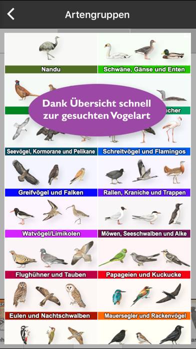 Birds of Europe Guide App screenshot #4