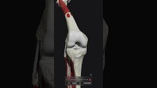 Knee Biomechanics skärmdump