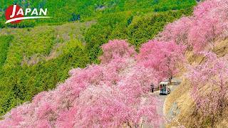 Sakura Spots Japan screenshot
