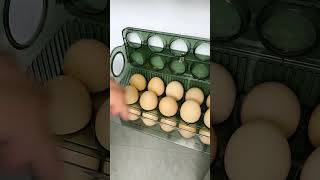 Eggs Fridge immagine dello schermo